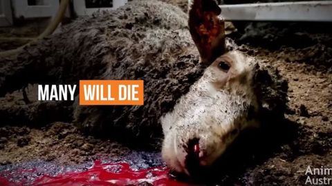 © YouTube Animal Australia